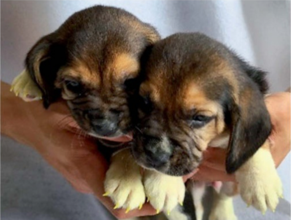 Beagle puppies created in South Korea from cloned skin cells
